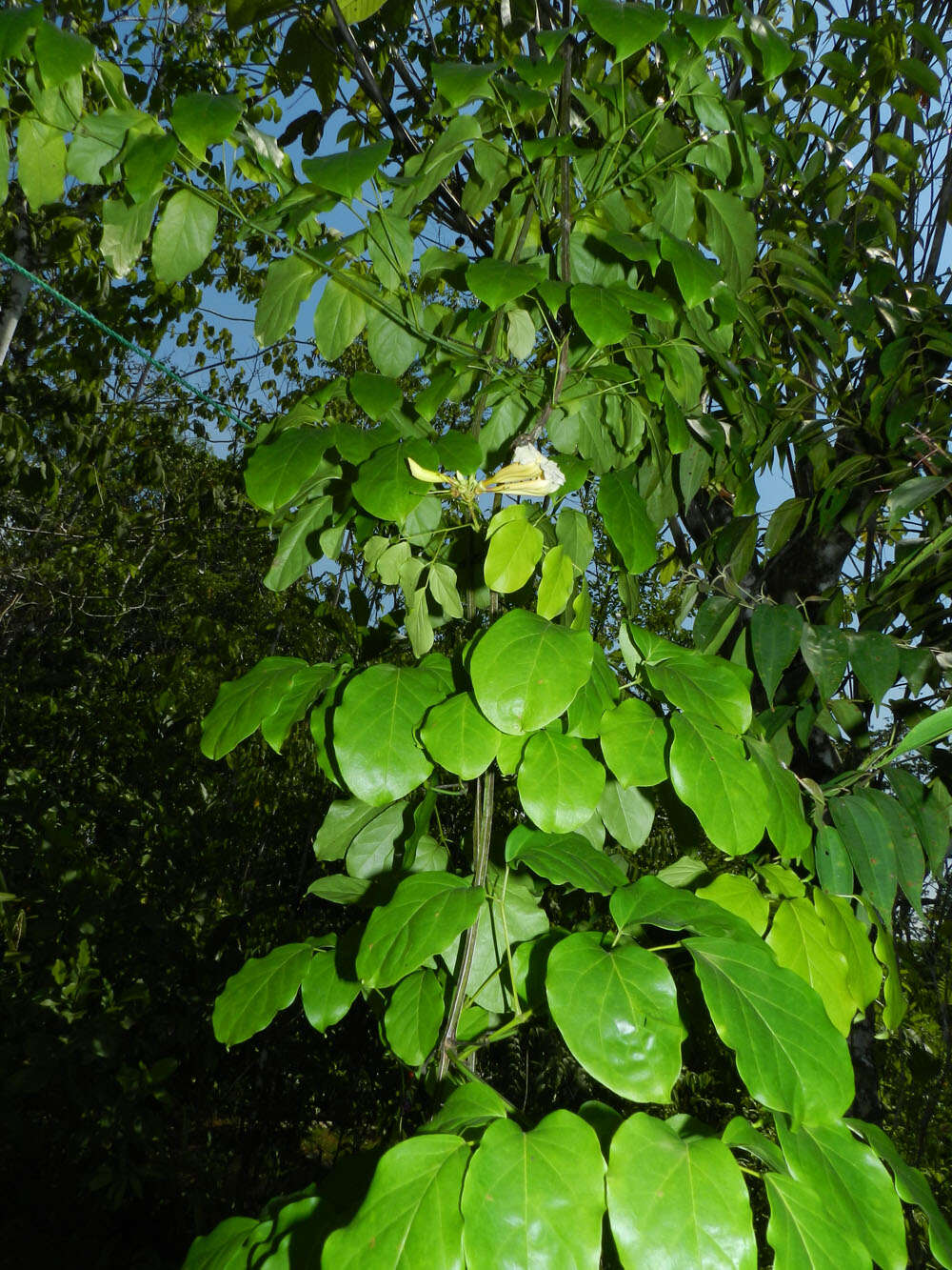 Image of Pleonotoma variabilis (Jacq.) Miers