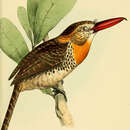 Image of Caatinga Puffbird