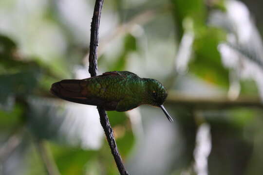 Image of Chestnut-breasted Coronet