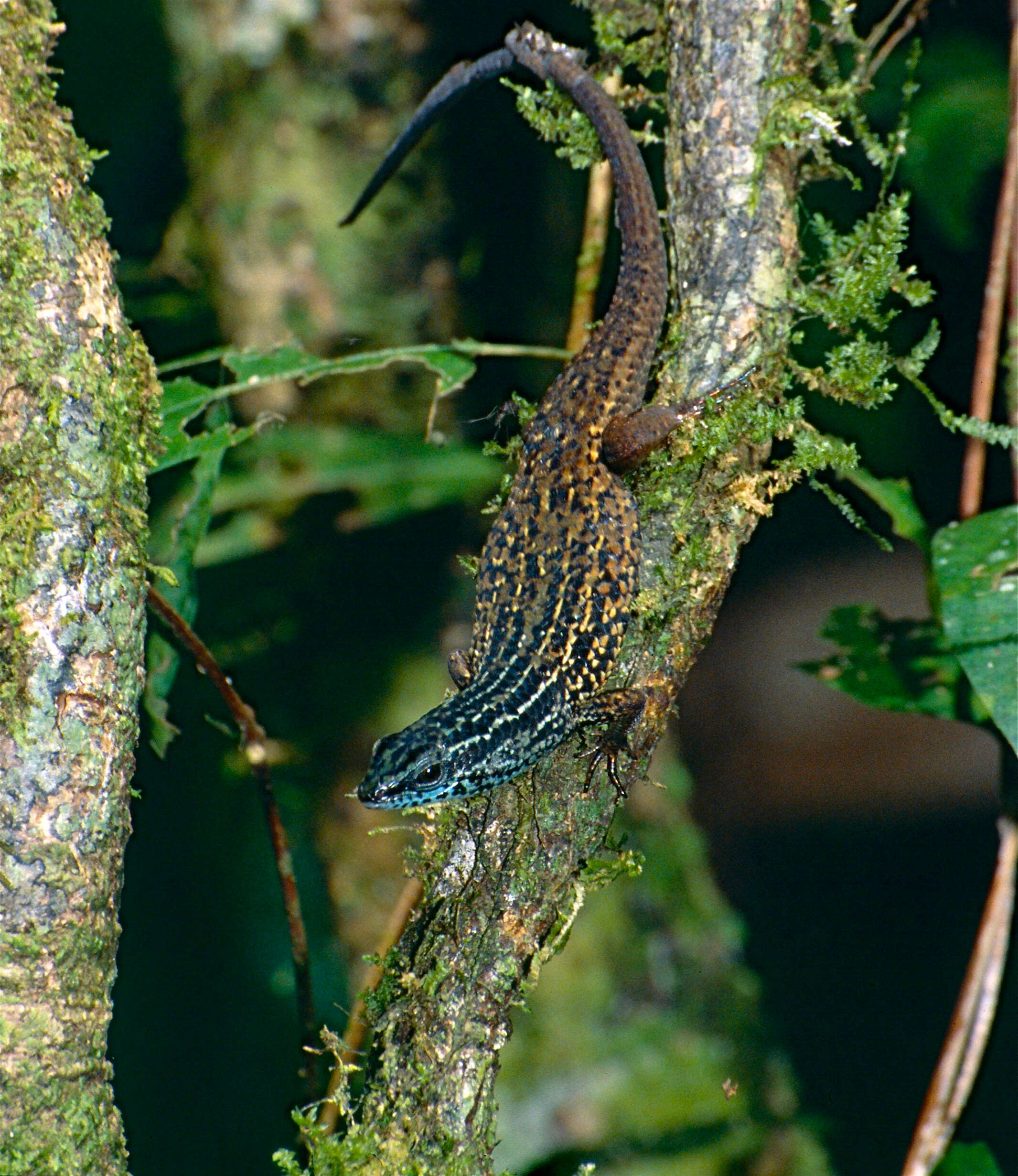 Image of Nicobar Island Skink