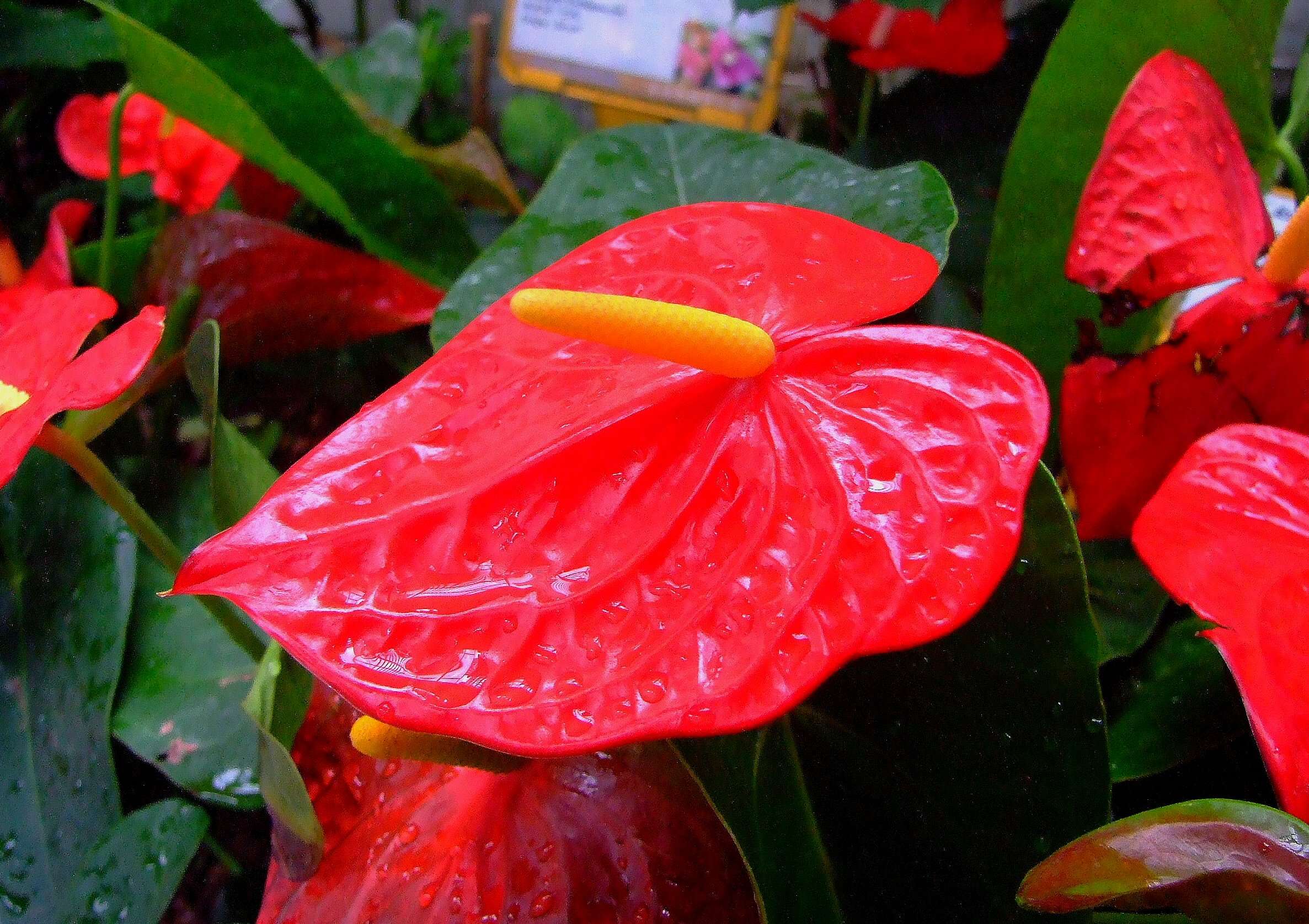 Image de Anthurium