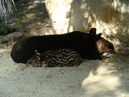 Plancia ëd Tapirus Brünnich 1771