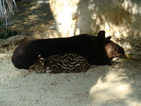 Image of Andean Tapir