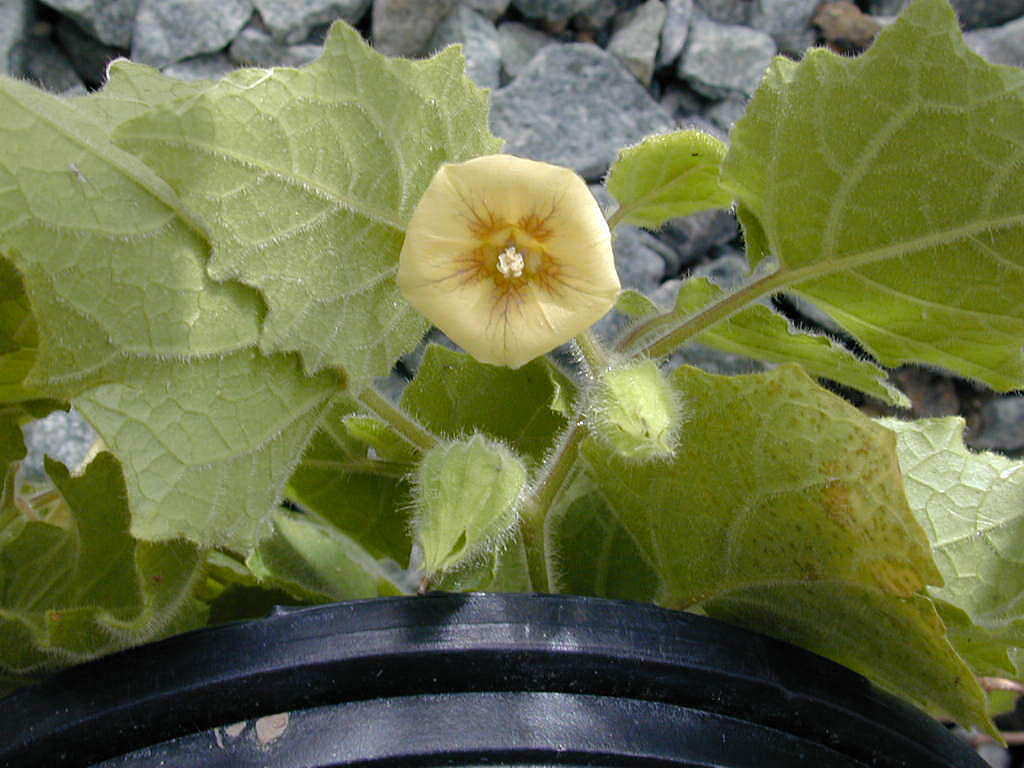 صورة Physalis arenicola Kearney