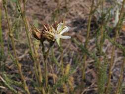 Image of Congdon's false horkelia