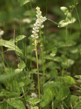 Image of common wintergreen