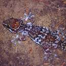 Image of Mocquard's Madagascar Ground Gecko