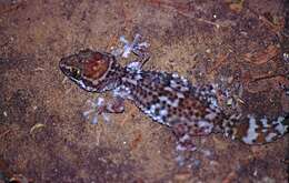 Image of Madagascar ground gecko