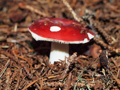 Image of Russula emetica (Schaeff.) Pers. 1796