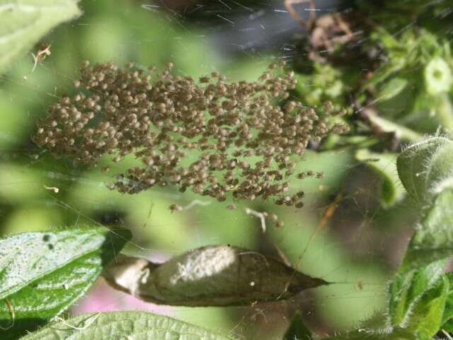 Imagem de Argiope keyserlingi Karsch 1878