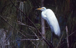 Image of Ardea Linnaeus 1758