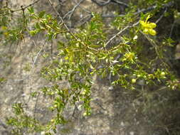 Image of creosote bush