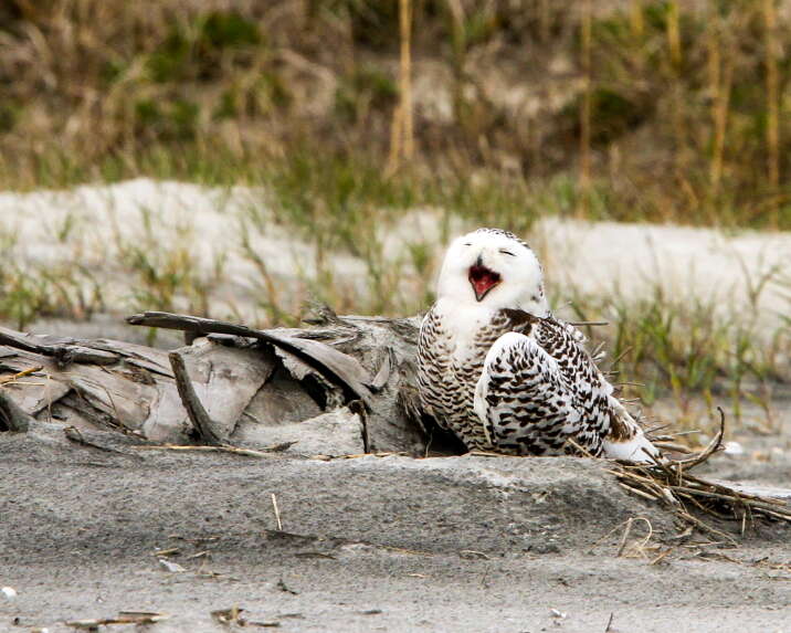 Image of Eagle-owls