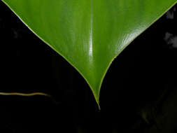 Philodendron microstictum Standl. & L. O. Williams的圖片