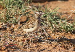 Image of Sabota Lark