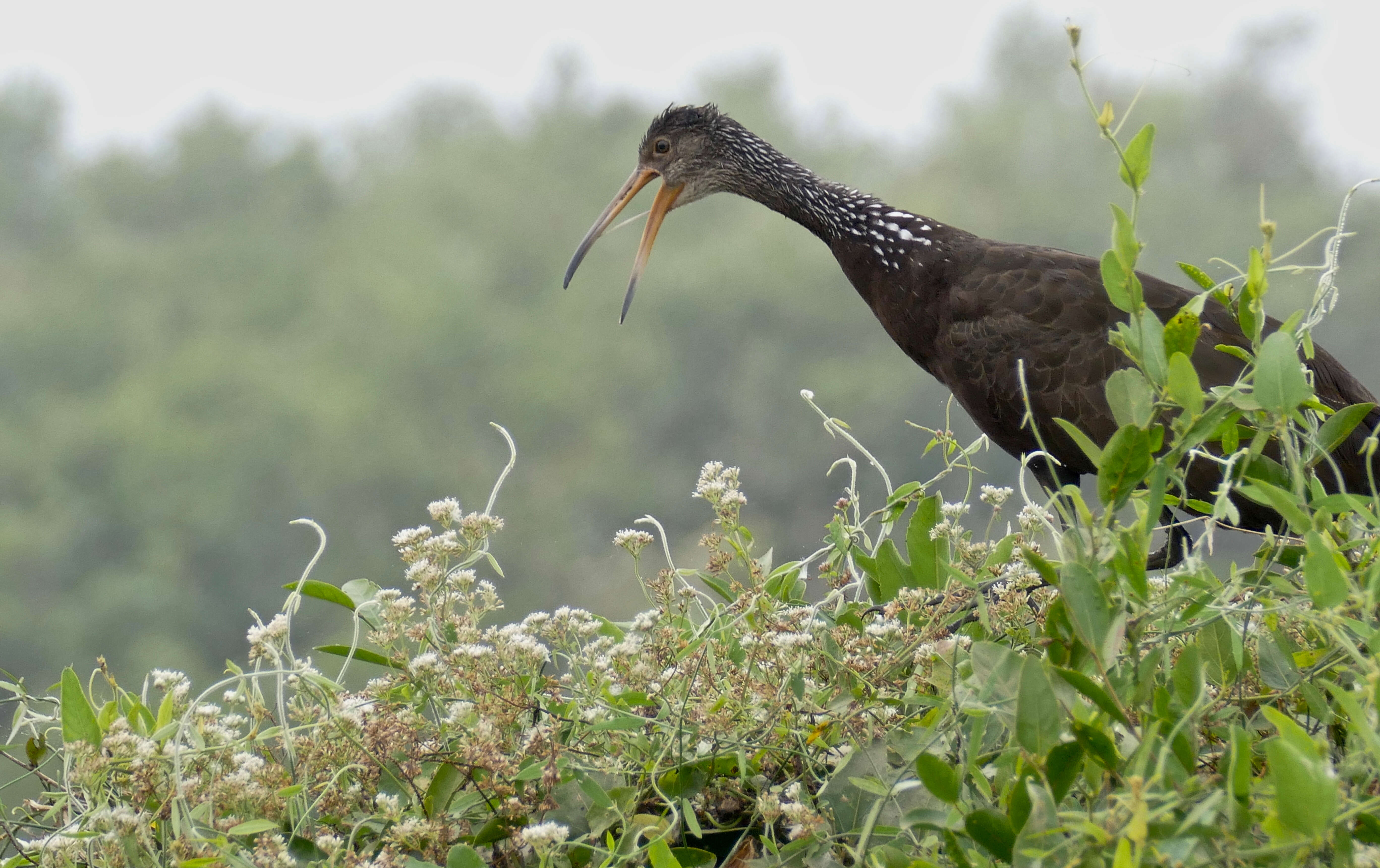 Image of limpkins