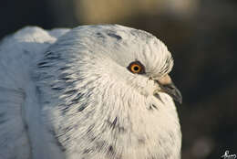 Image of Columba livia domestica