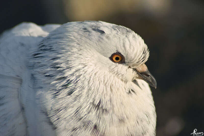 Image of Columba livia domestica