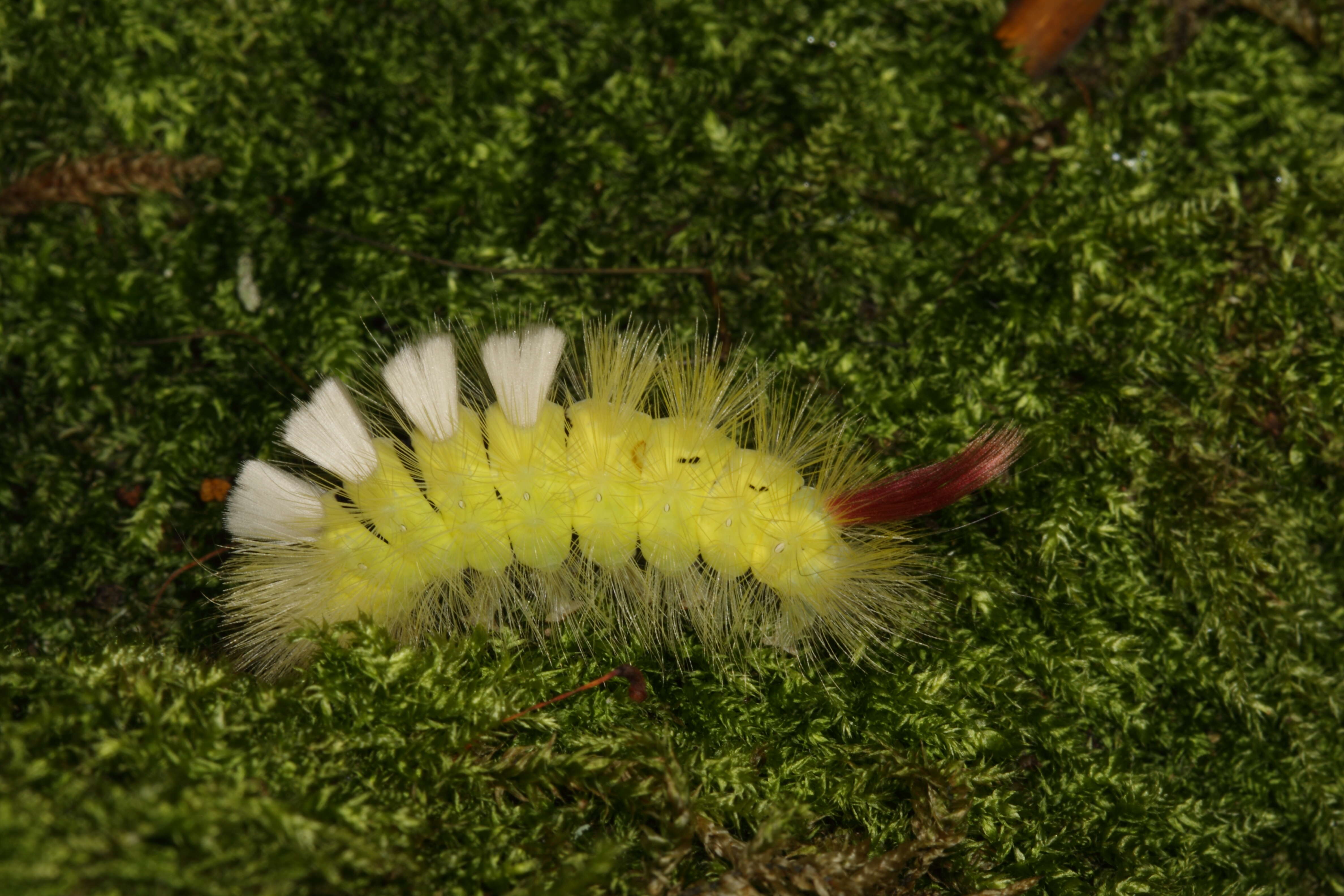 Слика од Calliteara pudibunda Linnaeus 1758