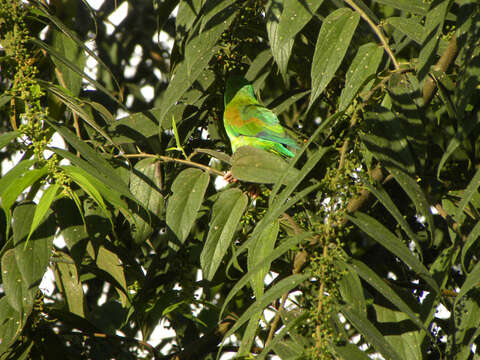 Image of Florida trema