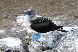 Image of Blue-footed Booby