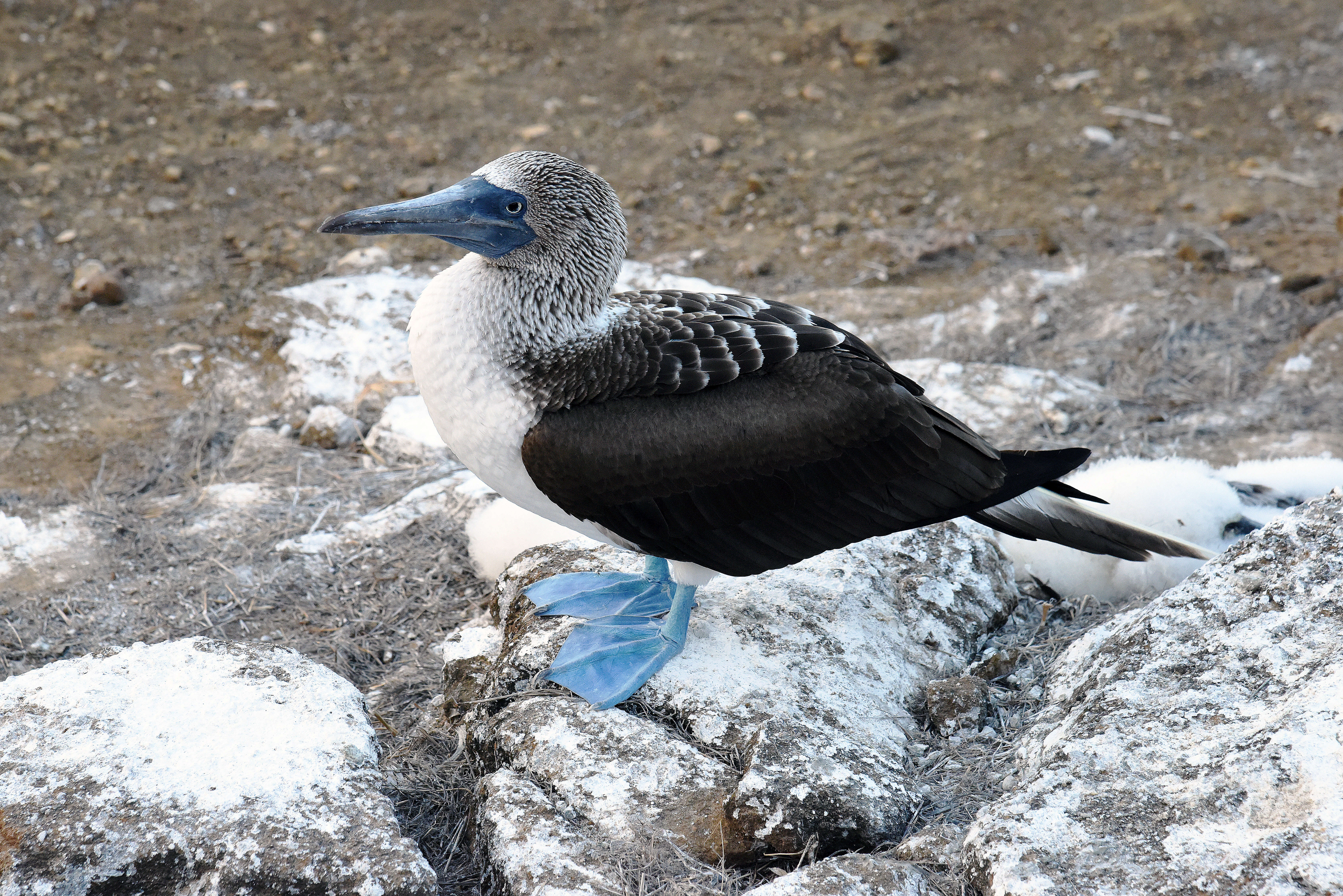 Image of gannets and boobies