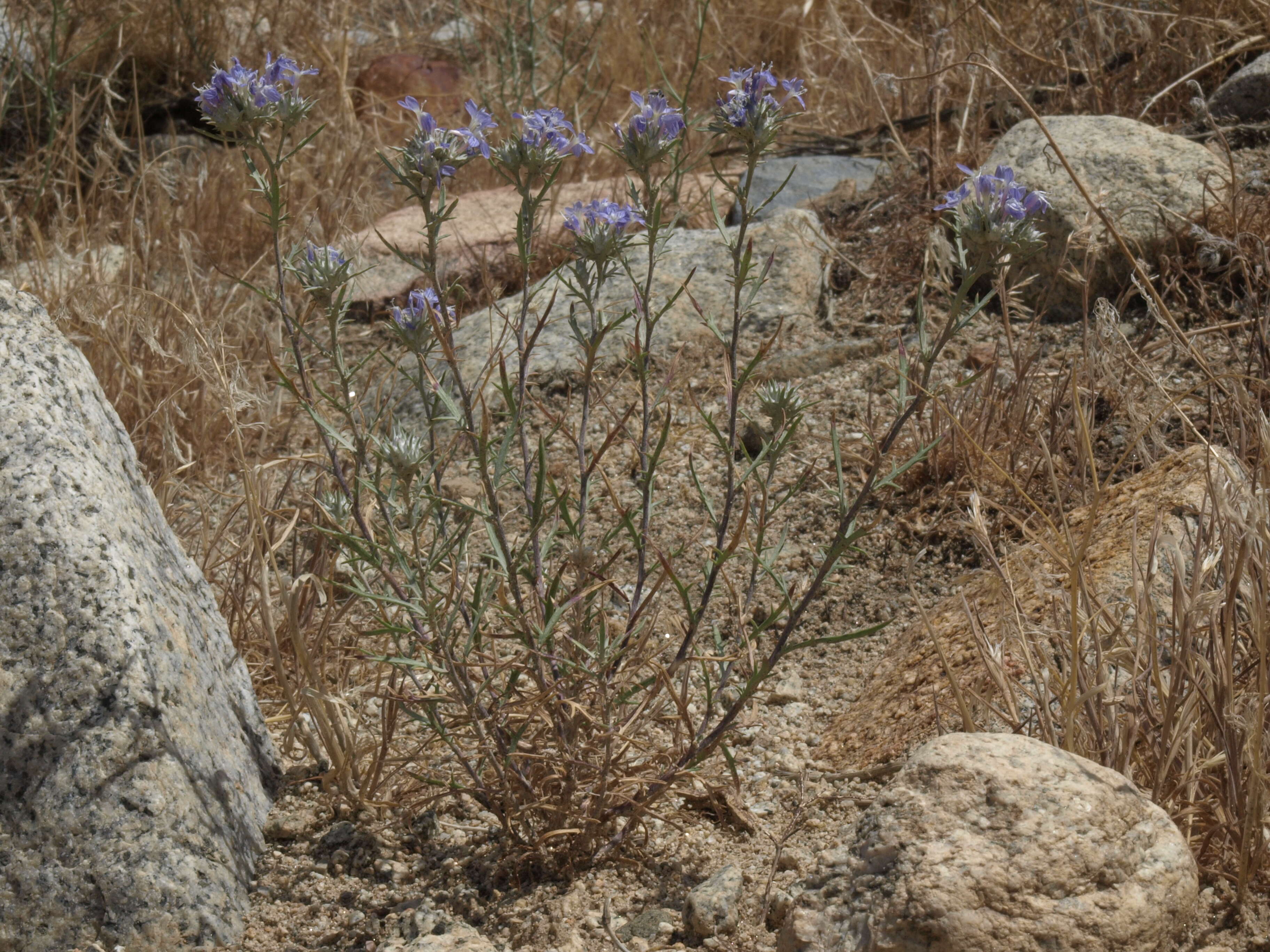 Image de Eriastrum