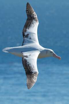 Image de Albatros hurleur