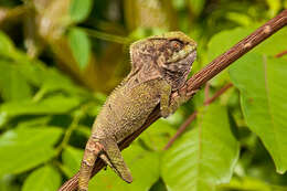 Image of helmet lizards