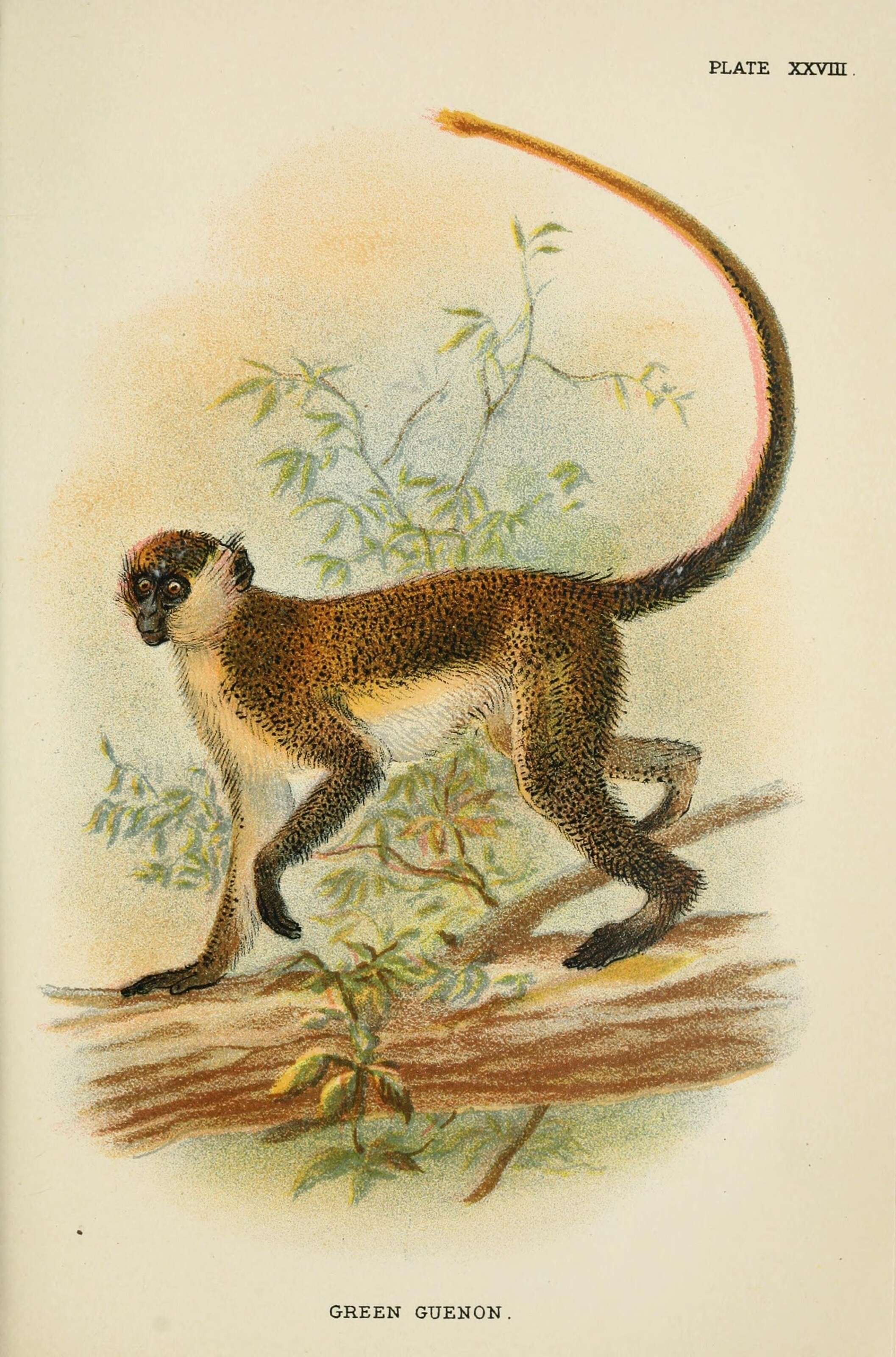 Слика од зелени мајмуни