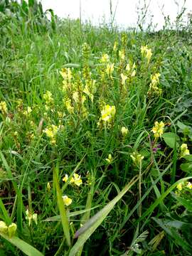 Image of Common Toadflax