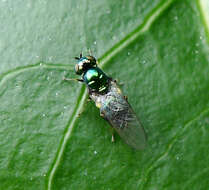 Image of Soldier fly