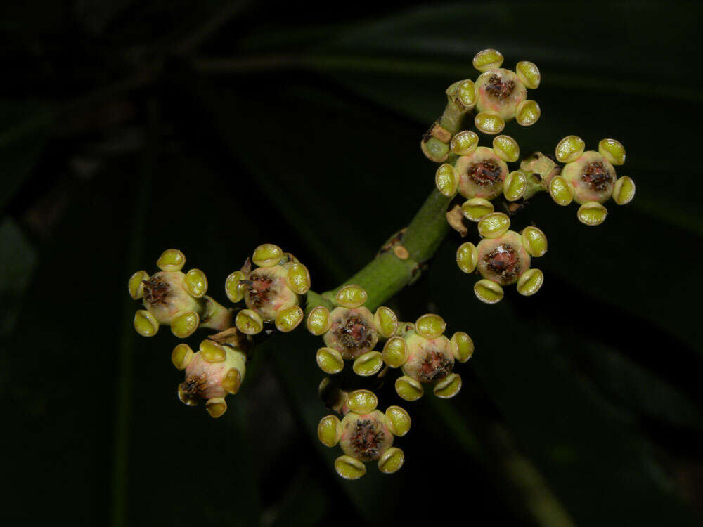 Image of Euphorbia sinclairiana Benth.