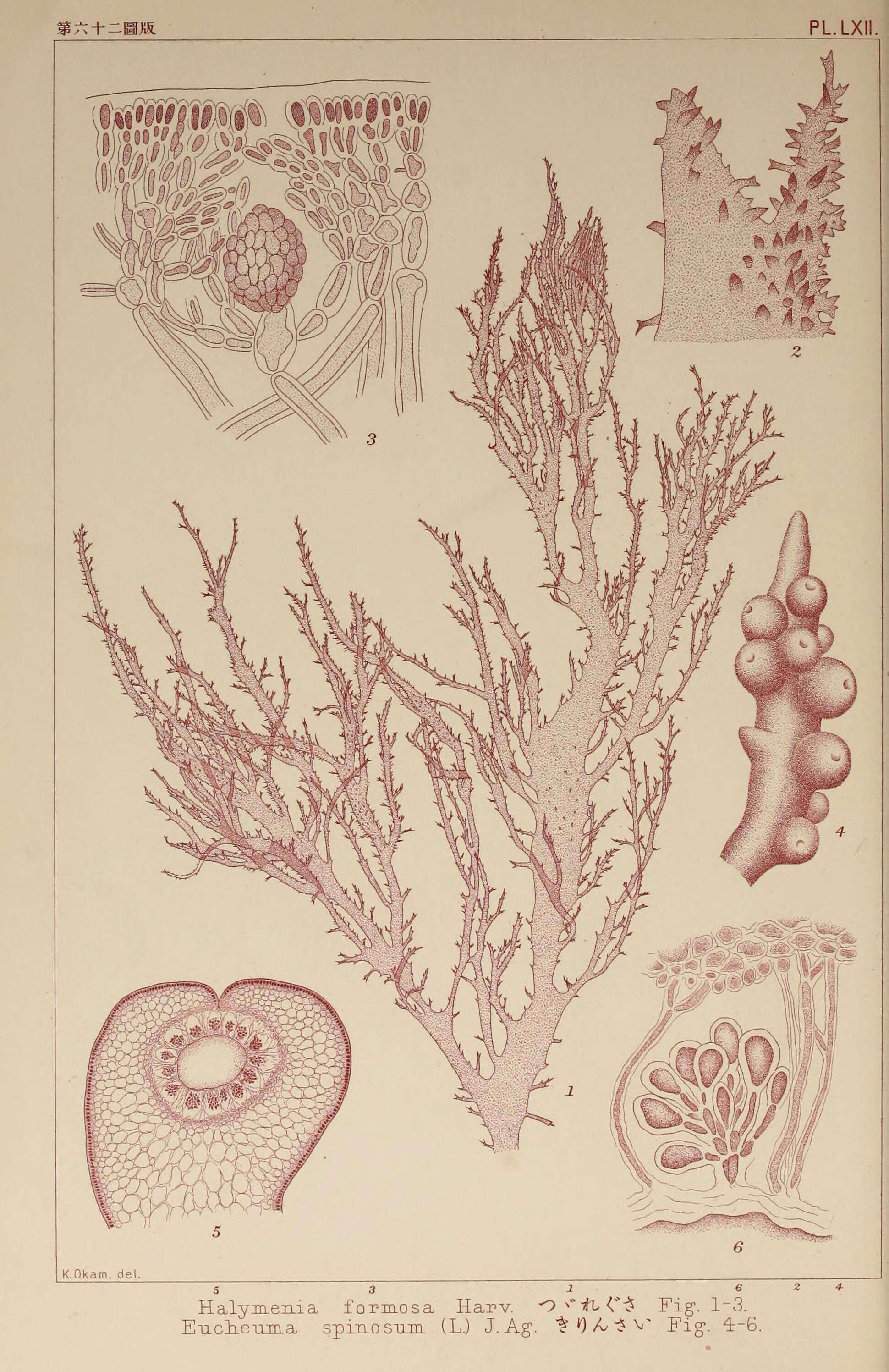 Image of Halymenia C. Agardh 1817