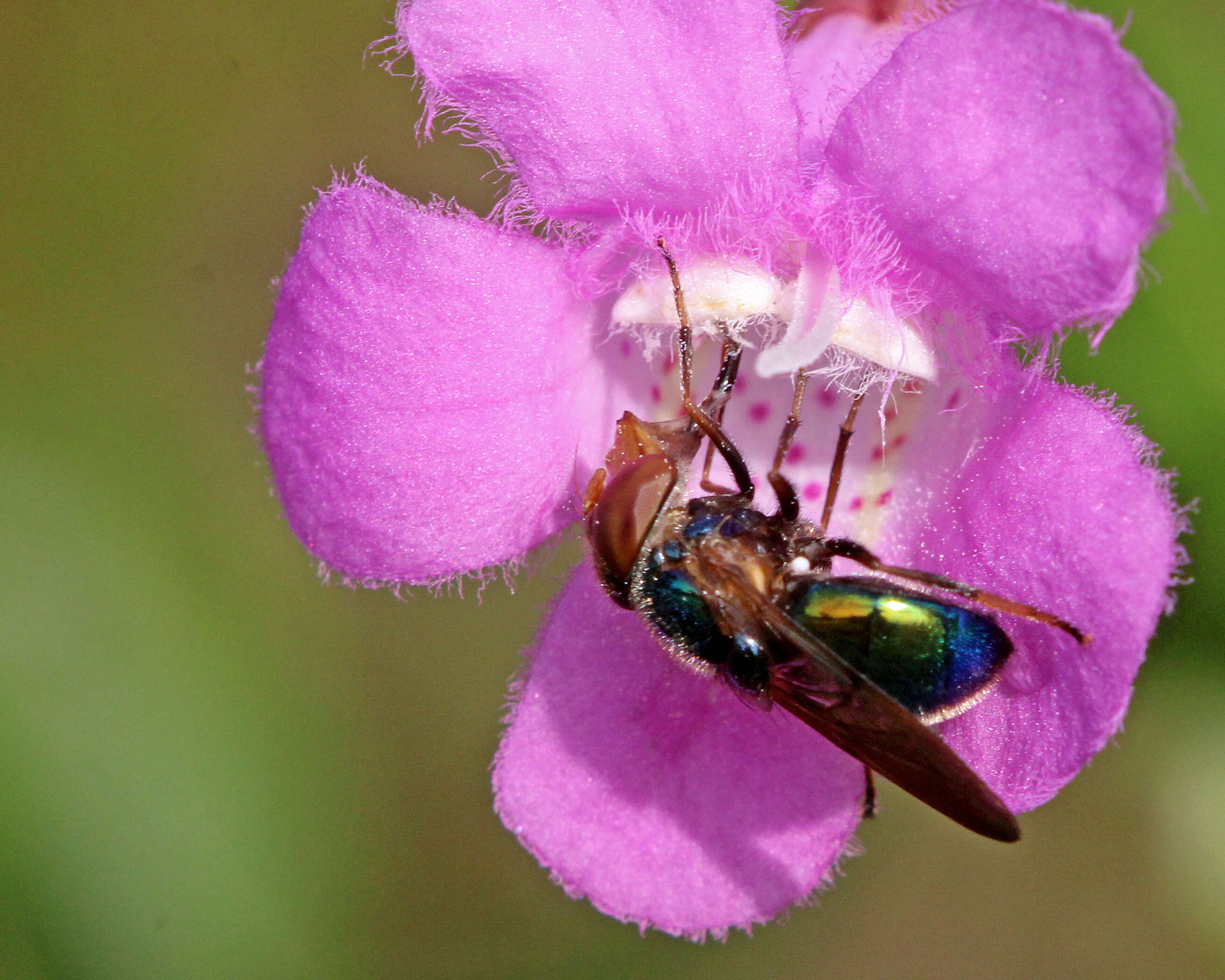 Image of Violet Bromeliad Fly