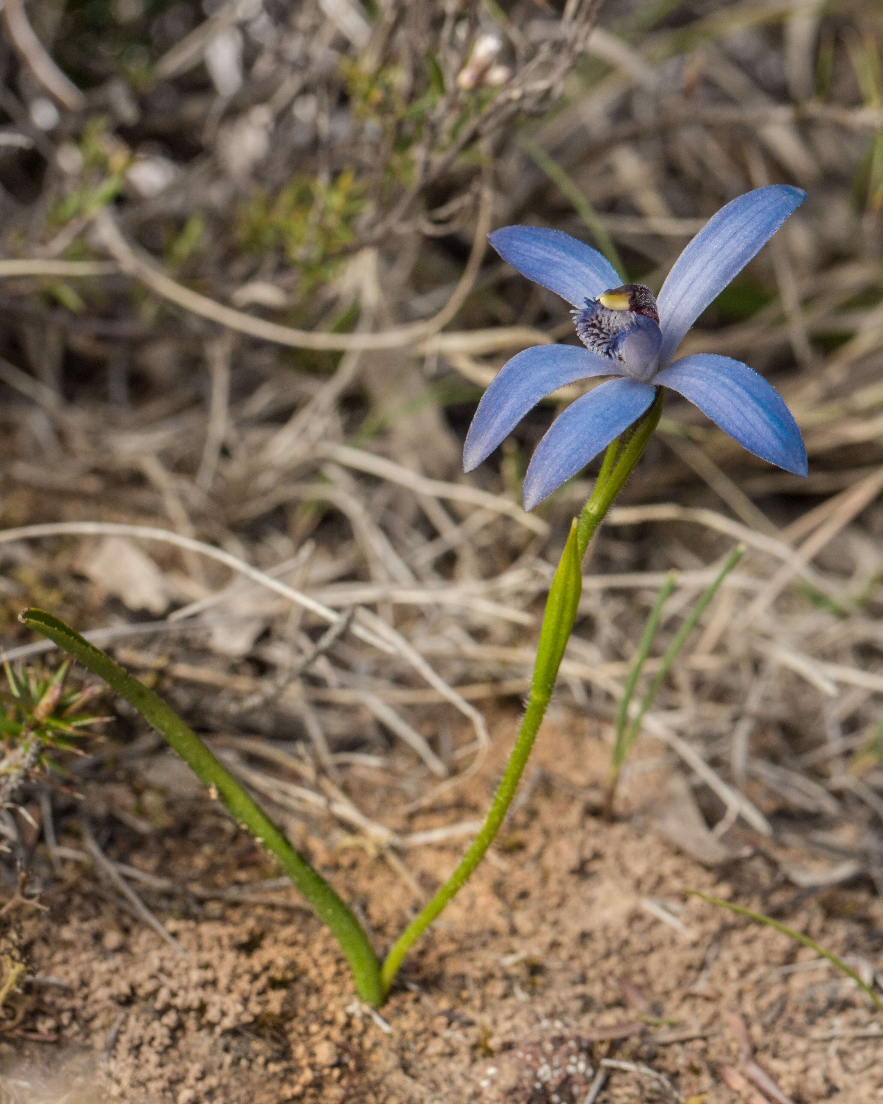 Imagem de Pheladenia deformis (R. Br.) D. L. Jones & M. A. Clem.