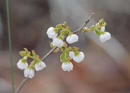 Image of dwarf huckleberry