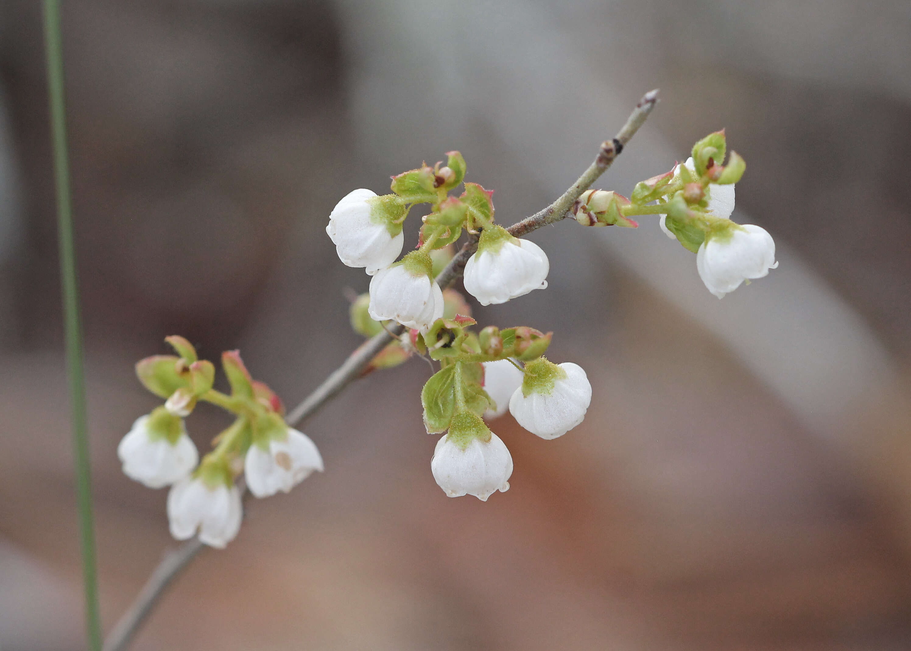 Image of dwarf huckleberry