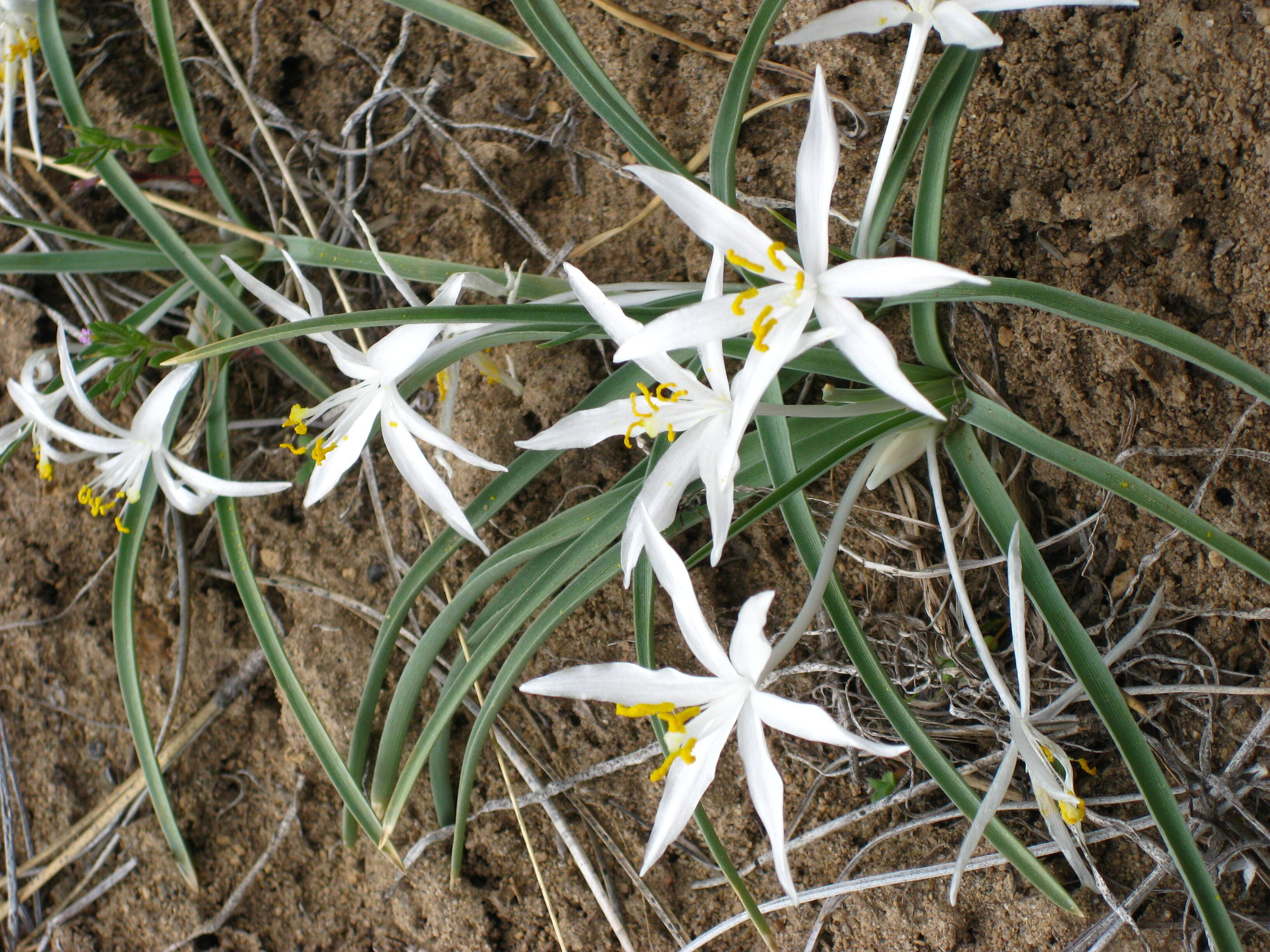 Image of starlily