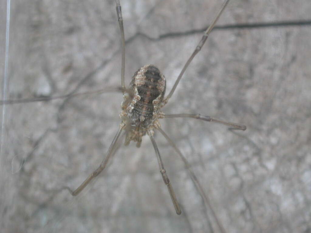 Image of Daddy longleg