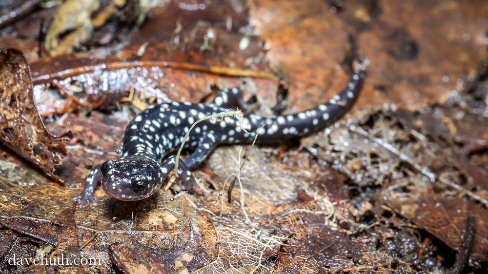 Image of Woodland salamander