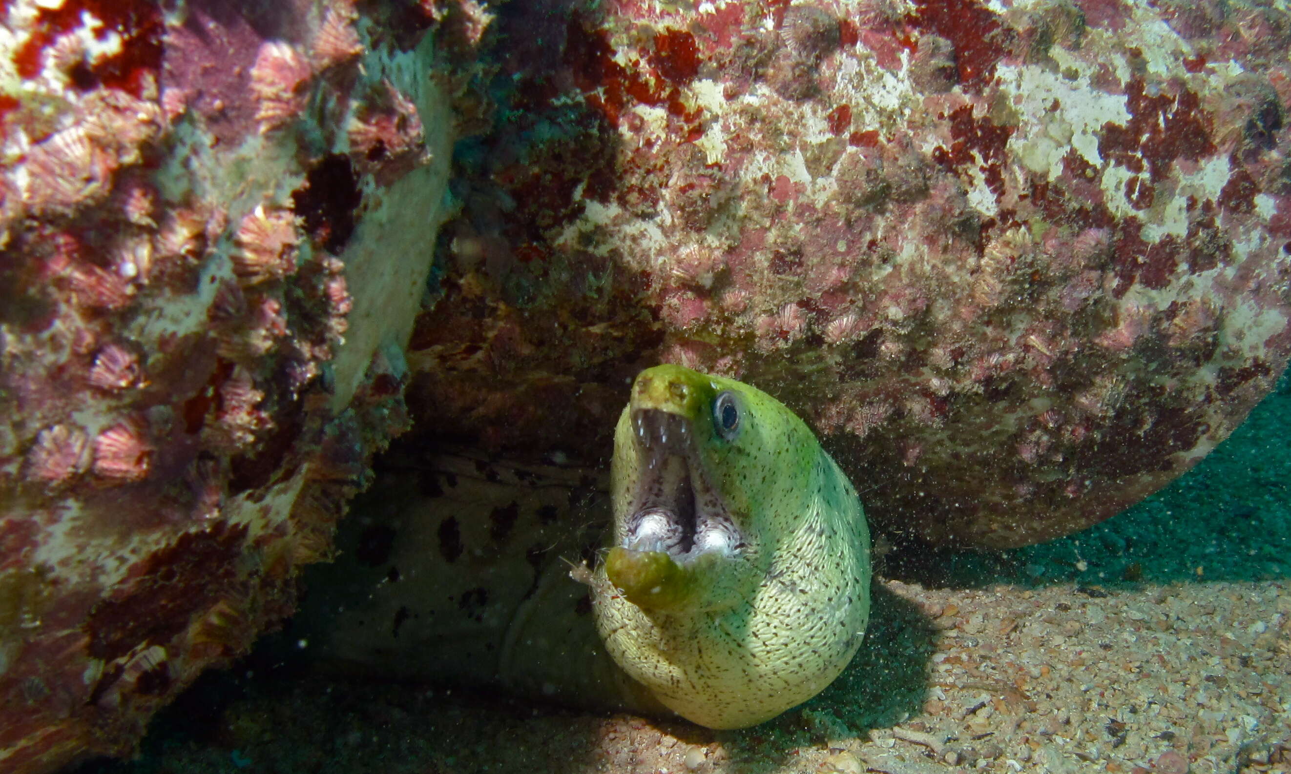 Image of Fimbriated moray