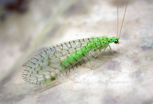 Image of Glenochrysa opposita (McLachlan 1863)