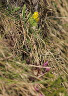 Image of Primula auricula subsp. balbisii (Lehm.) Nyman