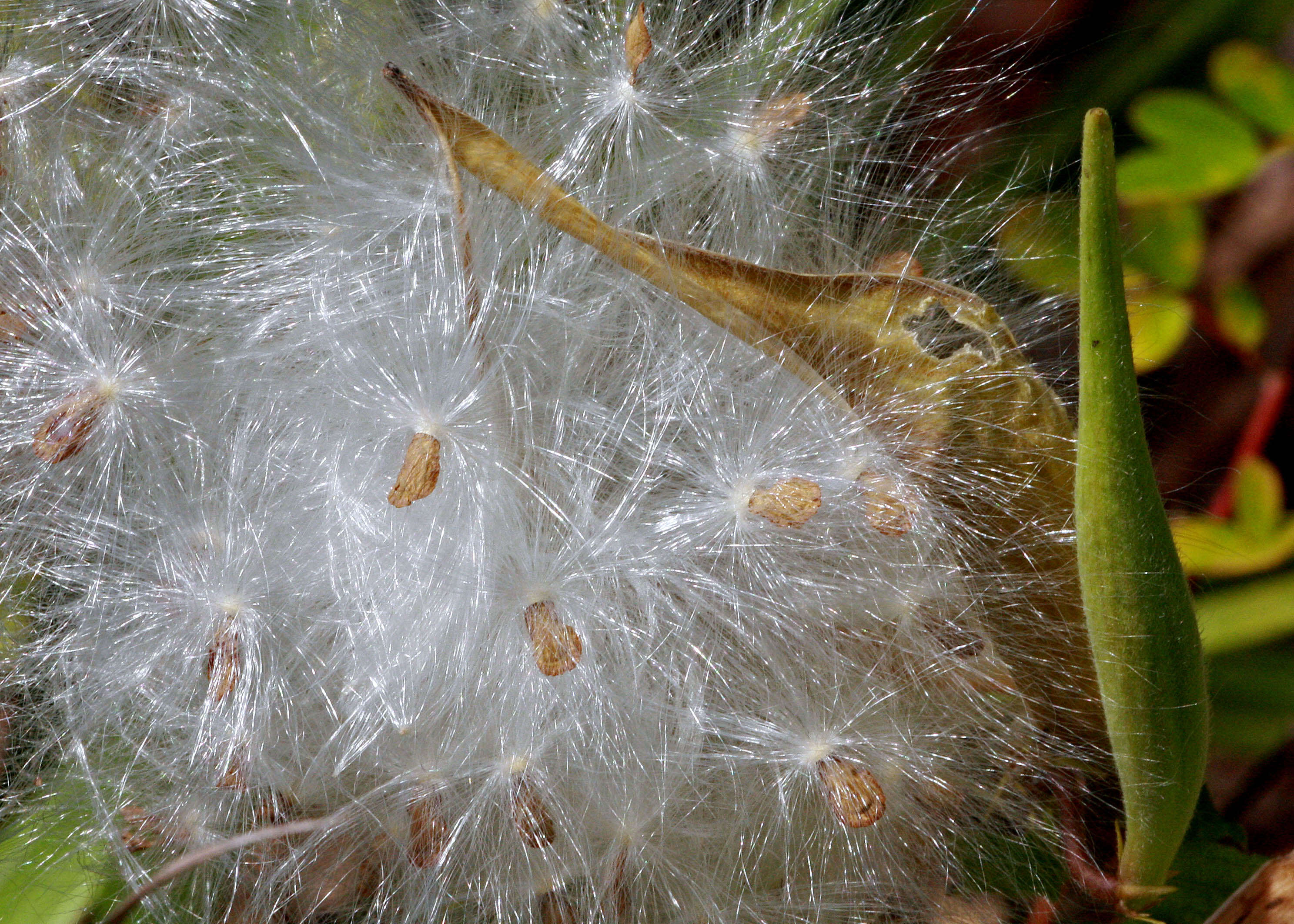 Image of milkweed