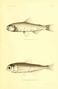 Image of Spotted Lanternfish