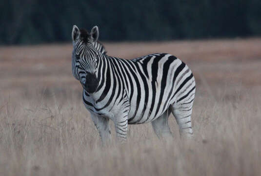 Image of Burchell's Zebra