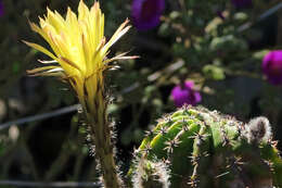 Echinopsis resmi