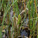 Imagem de Equisetum fluviatile L.