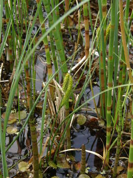 Image de Prêle des rivières